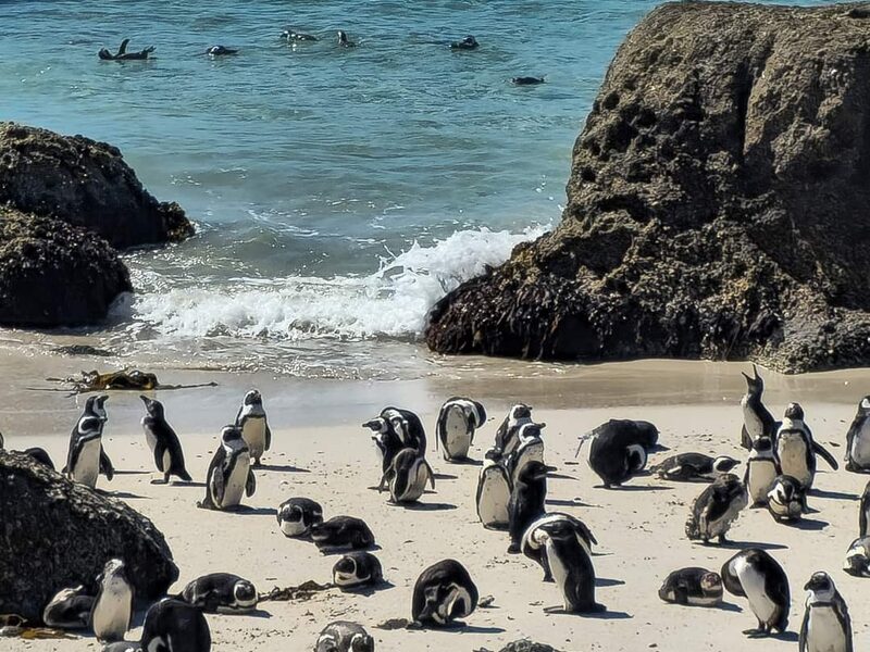 Cape Peninsula Full Day Tour