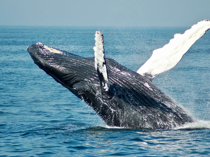 Whale Watching Tour (Hermanus)